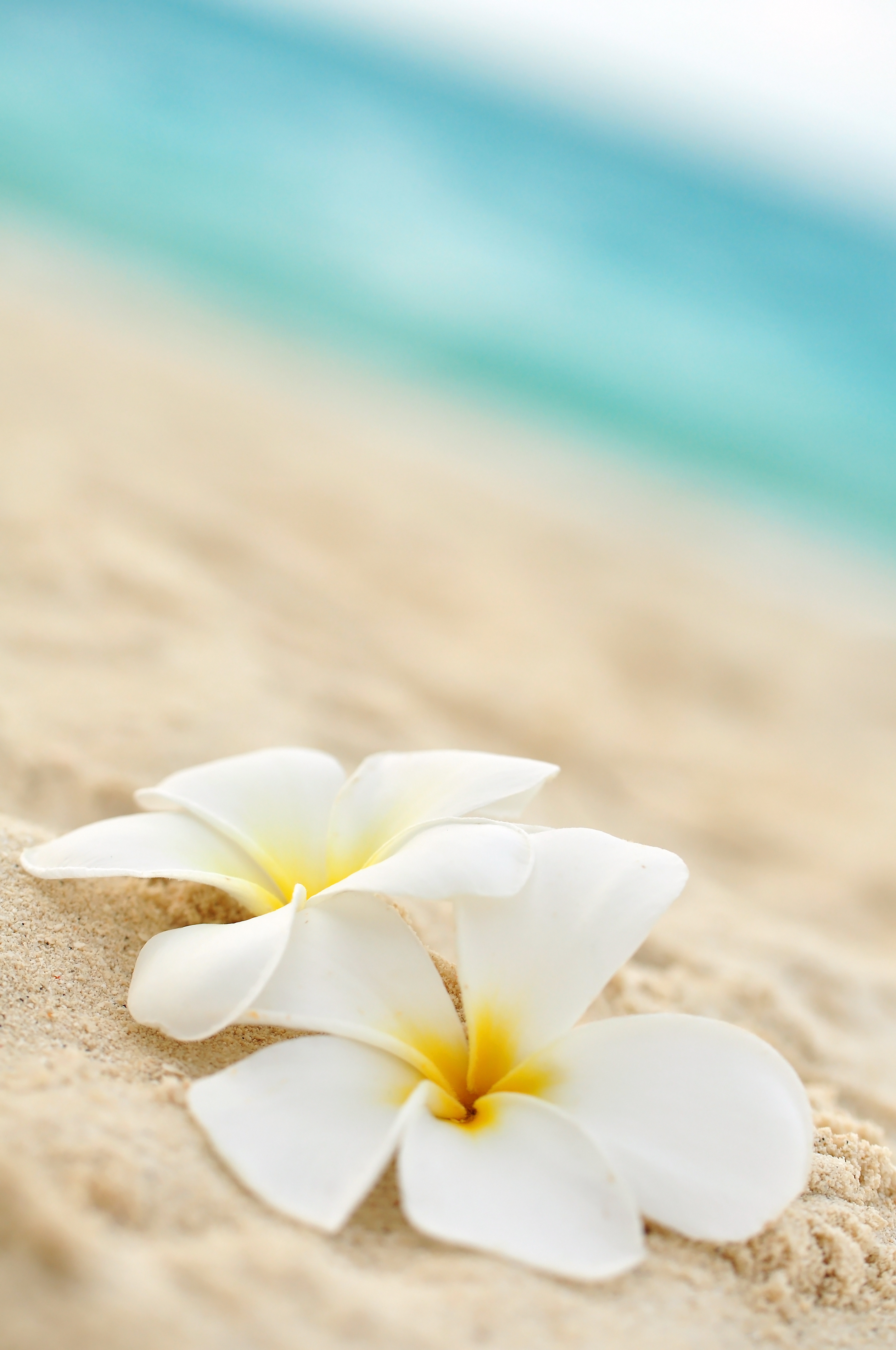 Blume auf Strand