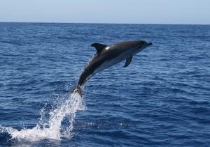 Delfin Fotograf Samyo Jürgen Hoheisel