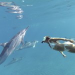 Foto Schwimmen mit den Delfinen