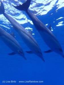 Freie delfine auf Hawaii