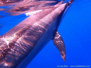 Bild mit delfinen Schwimmen Lisa Biritz