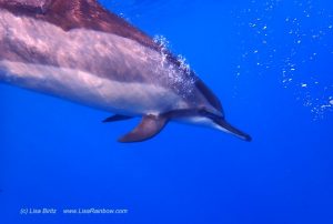 Bild mit delfinen Schwimmen Lisa Biritz