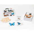 Schmetterlinge und ihre Flügel (Spiel), Kartenset