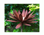 Edelrost-Chrysanthemen-Blüte
