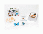 Schmetterlinge und ihre Flügel (Spiel), Kartenset