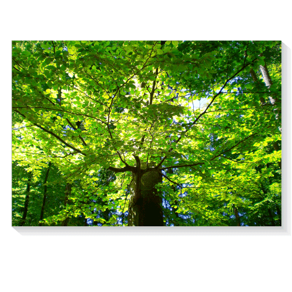 Leinwandbild»Baum im Wald«, 45 x 65 cm