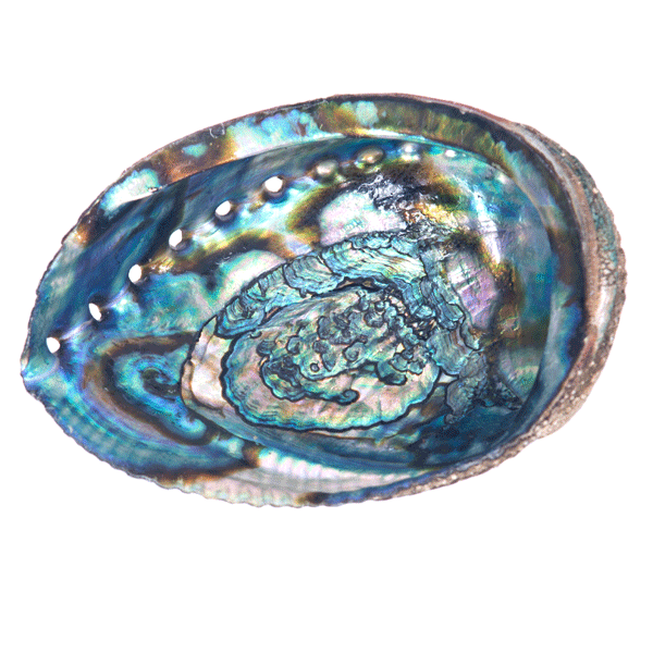 Paua-Muschel »Abalone«